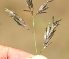 Image result for Eragrostis gangetica