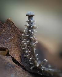 Image result for Synadenium glabratum