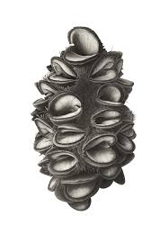 Botanical Artist Banksia Seed Head In Charcoal Charcoal Drawing Nature Art Drawings Botanical Drawings