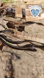 Image result for Entada chrysostachys