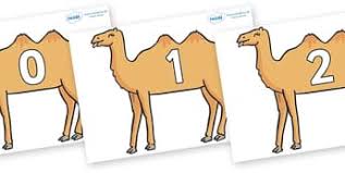 Alice the camel has one hump. Alice The Camel Primary Resources