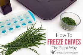 Nov 30, 2020 · if you do add chives to the vegetable garden, you will see a number of benefits. How To Freeze Chives The Simple Easy Way