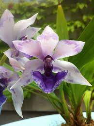 Zygonisia Rhein Blue Bird Growing Orchids Amazing Flowers Beautiful Orchids