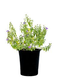 Image result for Ruellia praetermissa