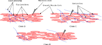 Smooth muscle fibre is enclosed by sarcolemma, and contain numerous longitudinal myofibrils. Figure 5 From Classification Of Cells In Detrusor Smooth Muscle Syncytium Based On Analysis Of Spontaneous Electrical Activities Semantic Scholar