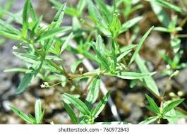 Image result for Oldenlandia capensis