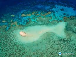 The interesting fact about the great barrier reef is that you can even view it from the outer space—that indeed makes it the biggest structure to be made by living organisms. Baby Coral Declined By 89 Across The Great Barrier Reef