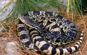 Snake The Biggest Animals Kingdom Snake Big Animals Woodland Park Zoo