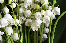 The following photos will allow you to identify white flowering plants. How To Grow Lily Of The Valley A Fragrant Shade Lover Gardener S Path