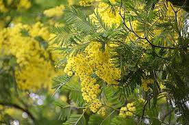 Image result for Acacia dealbata