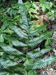 Image result for Christella chaseana