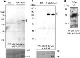 Plant and cell rap that covers virginia sol5.5a. Frontiers Rap Tag And Pmab 2 Antibody A Tagging System For Detecting And Purifying Proteins In Plant Cells Plant Science