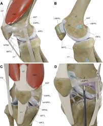 Image result for Patella Tracking Assessment