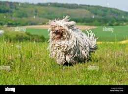 Image result for Komondor