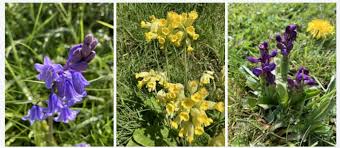 Herefordshire Week 174: Tuesday 25 April