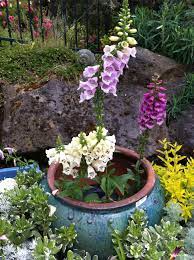 We did not find results for: Foxgloves In An Interesting Pot Flower Garden Container Gardening Farm