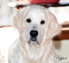 English golden retriever puppies arkansas. White Golden Retriever Puppies Akc Certified Nj Ny Pa Ct Ma Md De Ri Tx Ca Az Fl