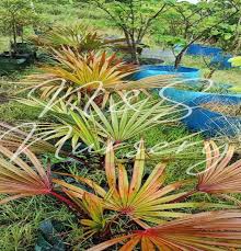 Image result for Latania loddigesii