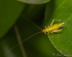 Image result for Tridactyle virginea