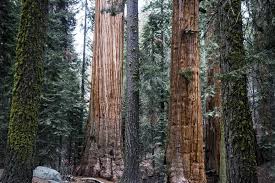 We did not find results for: Redwoods Store More Co2 And Are More Enormous Than We Thought World Economic Forum
