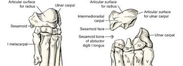 If you want to buy cheap carpal, choose carpal from banggood.com. Carpus Metacarpus And Digits Veterian Key