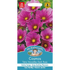 Top 5 long lasting flowers. Cosmos Tetra Versailles Dark Rose Thirsk Garden Centre