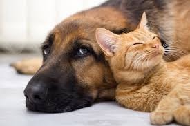 So how often should you change it? Choosing An Hvac Air Filter For Homes With Pets Hart Home Comfort