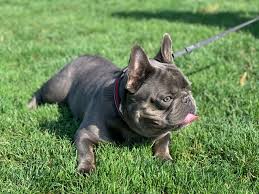 Mil Anuncios Com Montar Bulldog Frances Segunda Mano Y Anuncios Clasificados Achámos que a mulher teria morrido de causas naturais e o cão a teria tentado reanimar. milanuncios