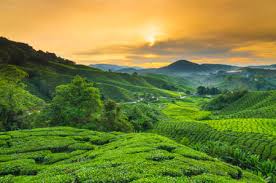You can also upload and share your favorite scotland wallpapers. Cameron Highland Stock Photos And Images 123rf