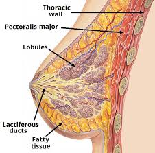 The thorax or chest is a part of the anatomy of humans and various other animals located between the neck and the abdomen. Organs Of The Thorax Teachmeanatomy