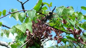 Image result for Dioscorea minutiflora