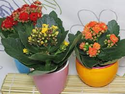 Kalanchoe Blossfeldiana Kalanchoe Blossfeldiana Edible Plants Plants