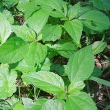 Image result for Acalypha bipartita