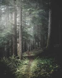 Forest Nature Photography Woods Photography Beautiful Nature
