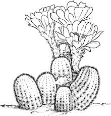 Pin By Shelly Cast On Fun Things To Do Cactus Drawing Coloring Pages Flower Coloring Pages