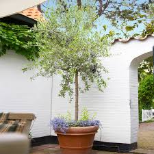 Koroneiki Greek Olive Tree Olive Trees Landscape Potted Trees Arbequina Olive Tree