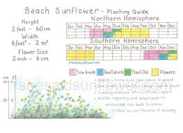 Beach Sunflower How To Sow Grow Care For With Images And