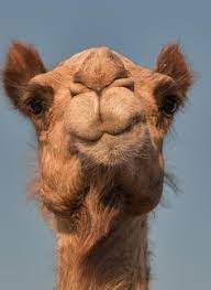 Where each component consumes messages off of an input queue, processes the message(s), and then places 1+ messages on an outbound/output queue. Camels