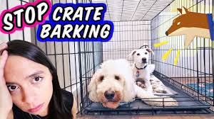 Most dogs will see if crying and whimpering. Stop Puppy Crying In Crate How To Crate Train A New Puppy Youtube
