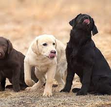 How To Train A Labrador Retriever Puppy Milestone Timeline American Kennel Club