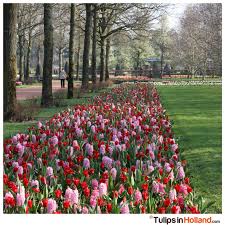 Happy Weekend Tulpen Windmuhle