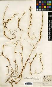 Image result for Arthraxon lancifolius