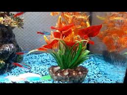 Fish Tank Video In Tamil Youtube Shorts Video In Tamil Youtube In 2020 Fish Tank Fish Tank