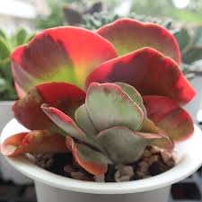 Image result for Kalanchoe thyrsiflora