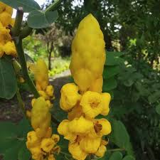 Image result for Moullava