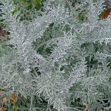 We have fresh flowers available daily direct from our suppliers in holland. Colchester White Dusty Miller Finegardening