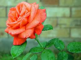 Beautiful Orange Rose Flower HD Wallpapers | HD Wallpapers