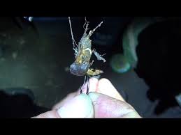 Co znaczy i jak powiedzieć turkuć podjadek po angielsku? Turkuc Podjadek Mole Cricket Youtube