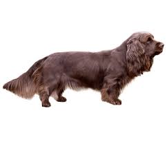 Image result for sussex španěl