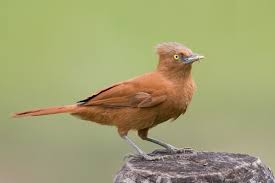 217 Rufous Twistwing Cnipodectes Superrufus Humid Forested Regions In Southeastern Peru Northern Bolivia Far Western Brazil Animal Jam Pet Birds Species
